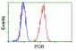 CYPOR / POR Antibody (clone 6C4)